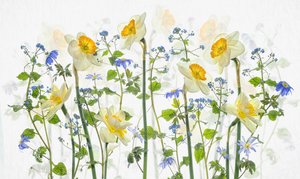 Spring Daffodils and Blues by Lydia Jacobs