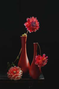 Vibrant Dahlia Still Life