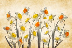 Vibrant Spring Daffodils