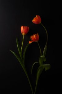 Vibrant Tulips Dark Background