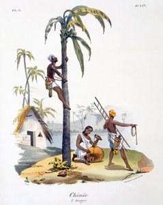 A Man of the Nadar caste climbing a palm tree by M.E. Burnouf