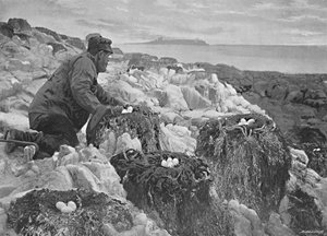 Cormorants Nests, Farne Islands, c1896 by M. Aunty
