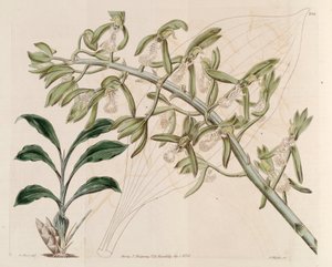 Illustration of Catasetum Cristatum