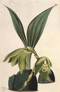 Orchid: Maxillaria ciliaris, by M. Hart, published by I. Ridgway