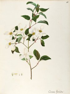 Flowering Dogwood
