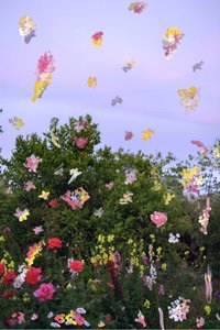 Abstracted Flowers