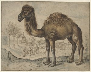 Dromedary in an Eastern Landscape with a City