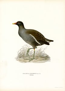 Common Moorhen by Magnus Ferdinand and Wilhelm von Wright