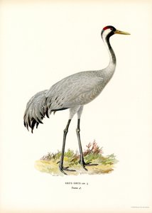 Crane