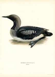 Arctic Loon