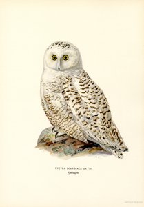 Arctic Owl