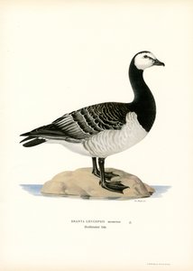 Barnacle Goose