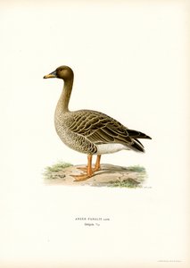 Bean Goose by Magnus Ferdinand and Wilhelm von Wright