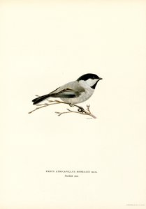 Black-capped Chickadee by Magnus Ferdinand and Wilhelm von Wright