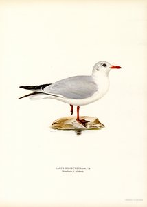 Black-headed Gull