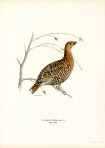 Black Grouse