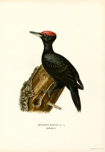 Black Woodpecker