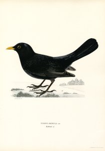 Blackbird
