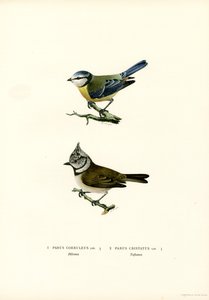 Blue Tit