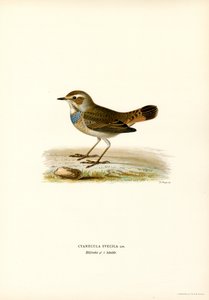 Bluethroat