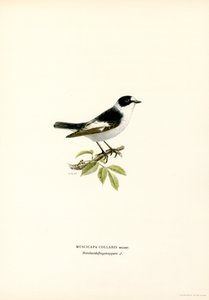 Collared Flycatcher by Magnus Ferdinand and Wilhelm von Wright
