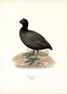 Common Coot by Magnus Ferdinand and Wilhelm von Wright