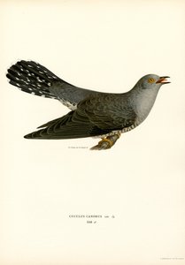 Common Cuckoo by Magnus Ferdinand and Wilhelm von Wright