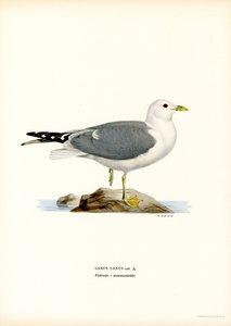 Common Gull