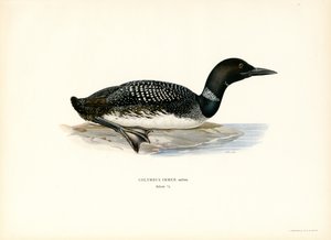 Common Loon