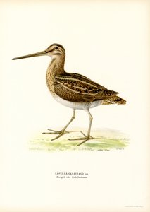 Common Snipe