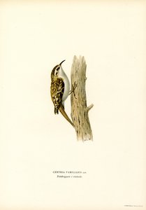Common Treecreeper