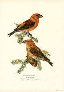 Crossbill