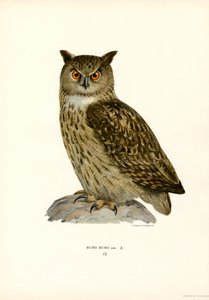 Eagle Owl