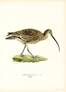 Eurasian Curlew