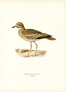 Eurasian Stone-curlew by Magnus Ferdinand and Wilhelm von Wright
