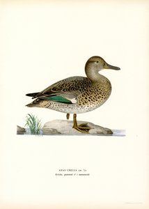 Eurasian Teal