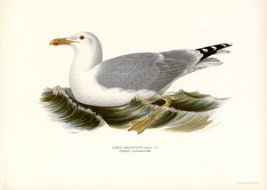 European Herring Gull