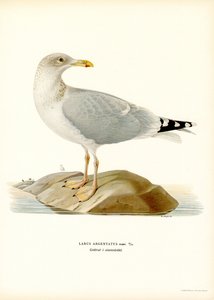European Herring Gull