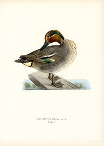European Teal