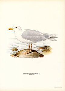 Glaucous Gull