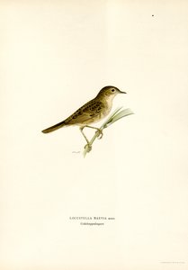 Grasshopper Warbler