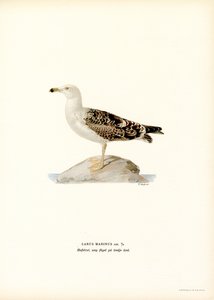 Great Black-backed Gull