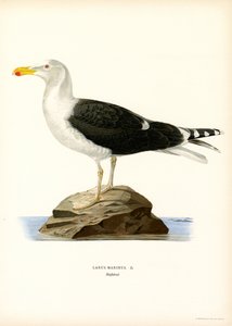 Great Black-backed Gull