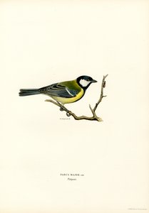 Great Tit