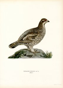 Hazel Grouse by Magnus Ferdinand and Wilhelm von Wright