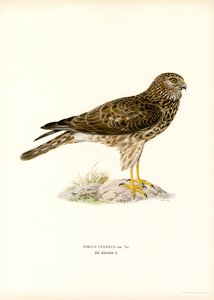 Hen Harrier