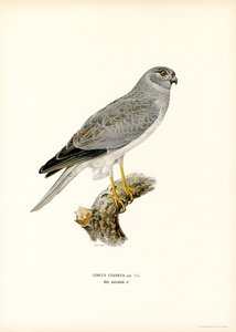 Hen Harrier