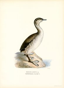 Horned Grebe
