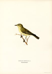 Icterine Warbler by Magnus Ferdinand and Wilhelm von Wright
