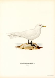 Ivory Gull